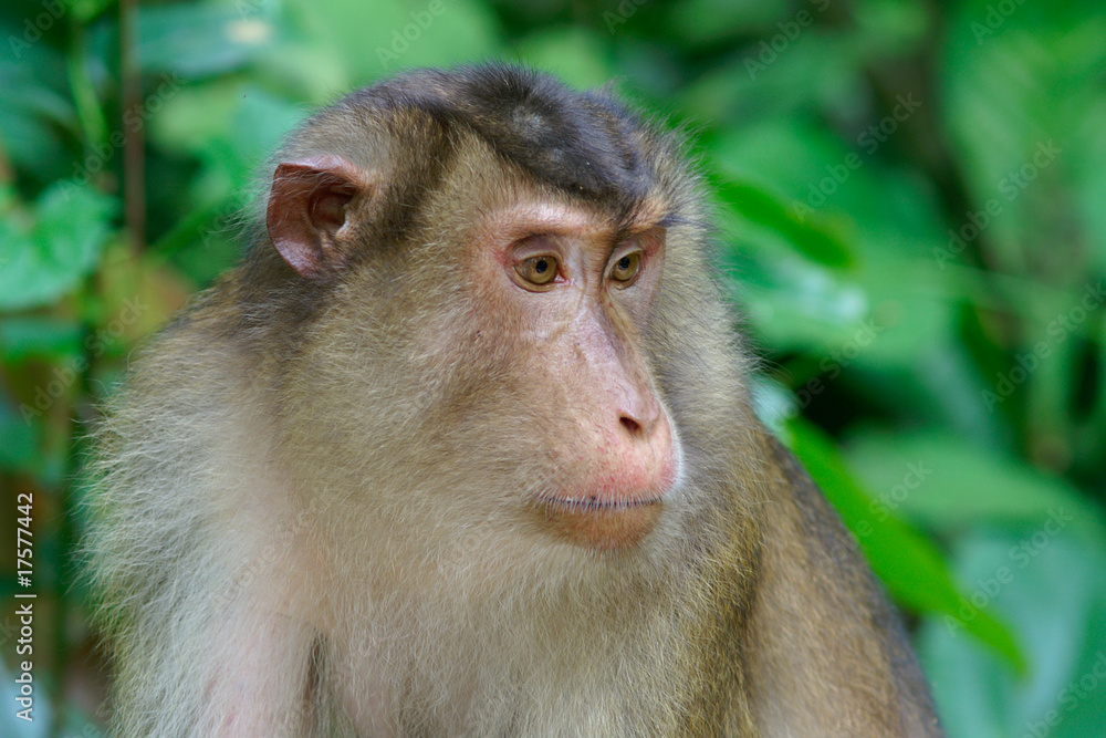 Macaque Macaque