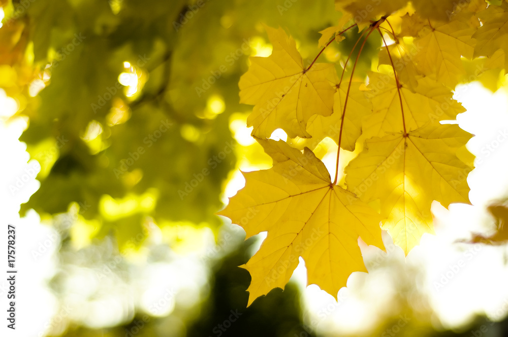 autumn leaves autumn leaves