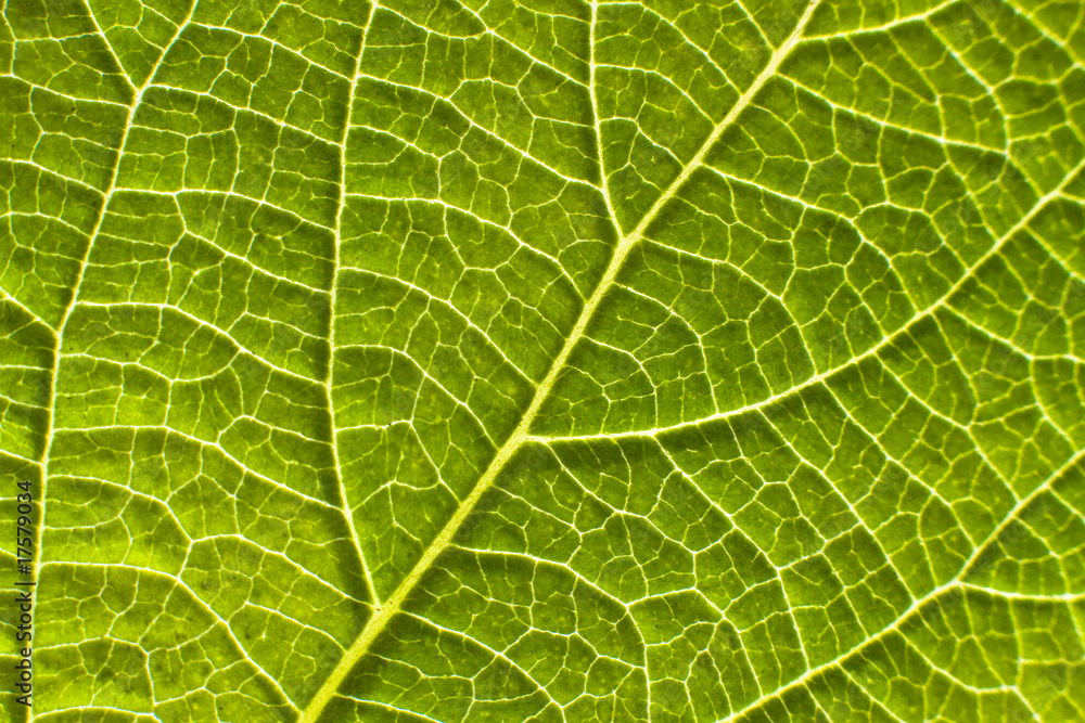 Green leaf texture Green leaf texture
