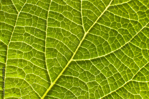 Green leaf texture