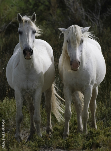 Camargue Pferde