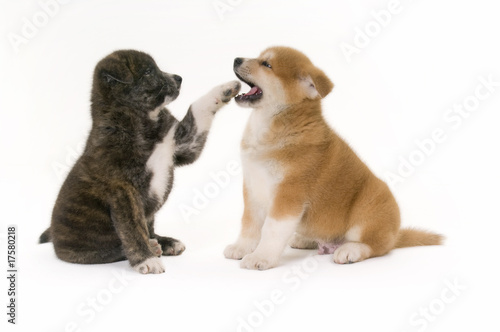 Akita Inu baby dogs on white background