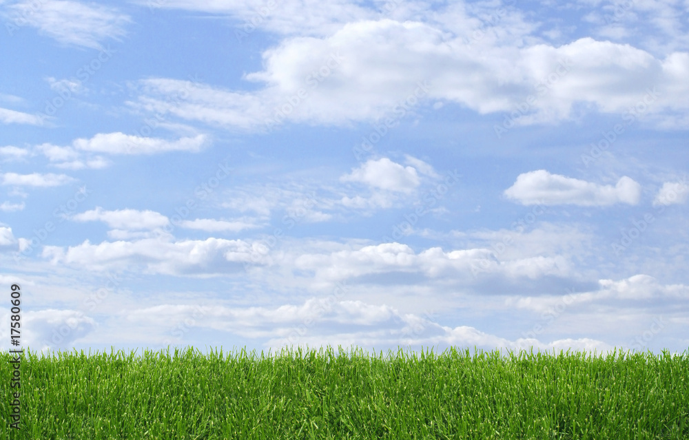 Green grass growing on blue sky background,wide Green grass growing on blue sky background,wide