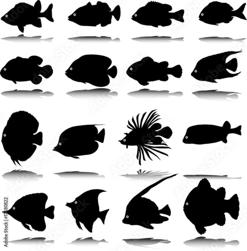 exotic fish vector silhouettes