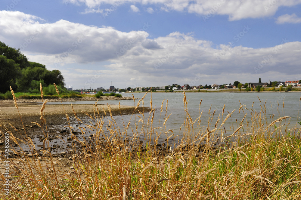 Fototapeta premium rheinaue