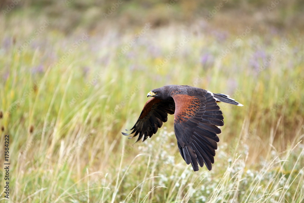 Hunting Hawk Hunting Hawk