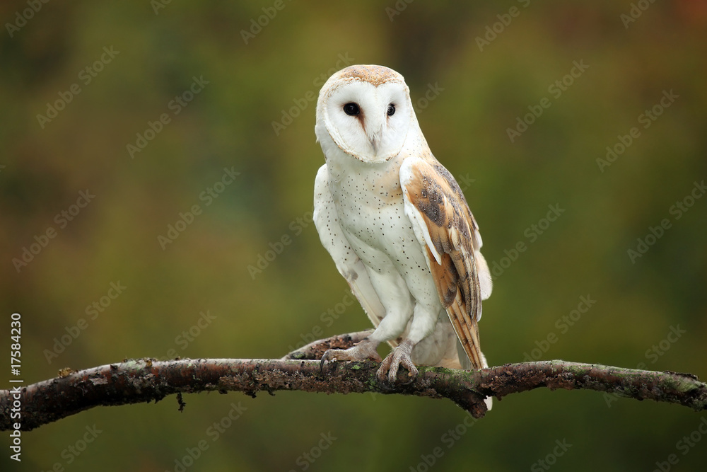 Fototapeta premium Barn Owl