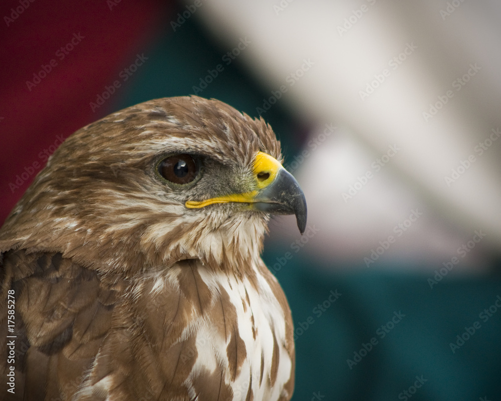 Portrait of a beautiful raptor or bird of prey Portrait of a beautiful raptor or bird of prey