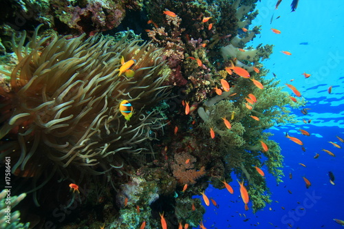 Anemone amongst beautiful corals