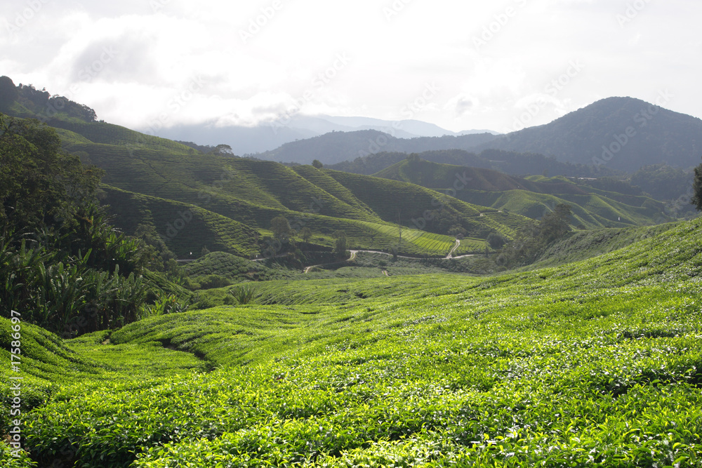 Obraz premium Cameron Highland, Malaysia..