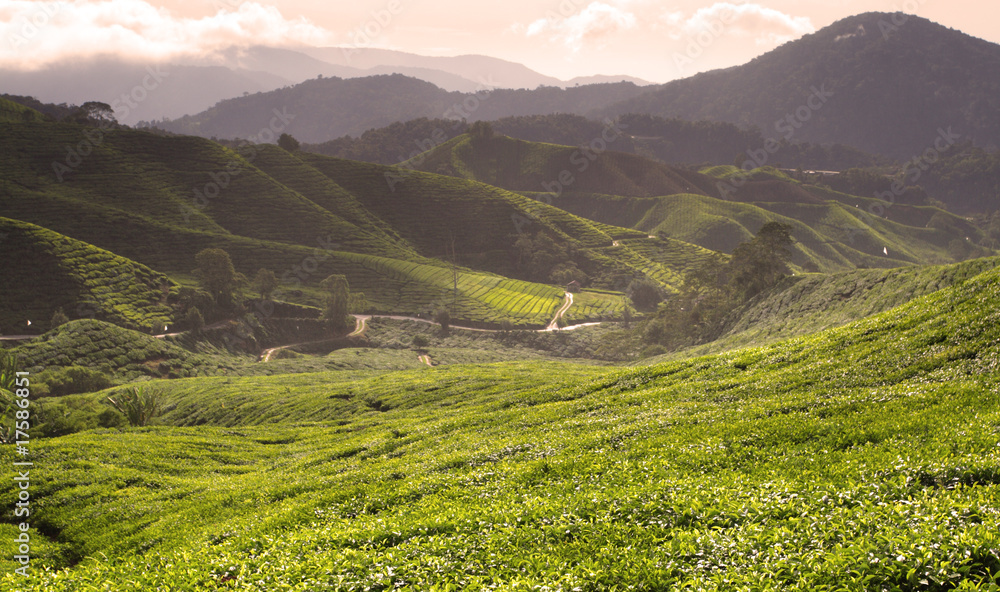 Obraz premium Cameron Highland, Malaysia..