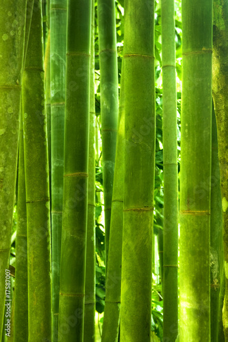 Bamboo forest #17587007