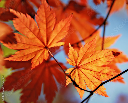 Autumnal maple leaf