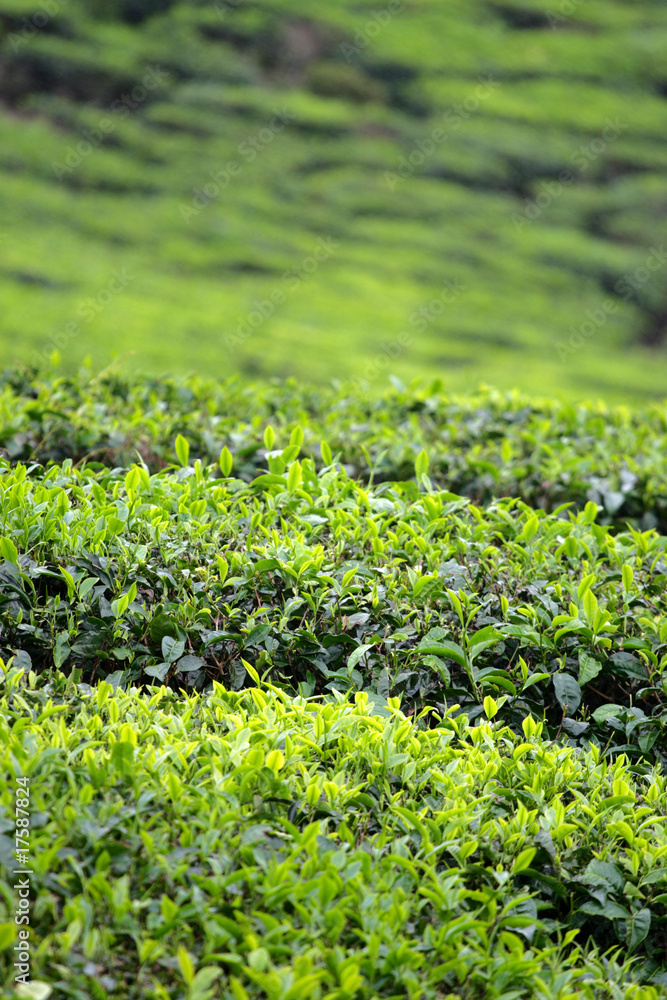 Cameron Highland, Malaysia.. Cameron Highland, Malaysia..