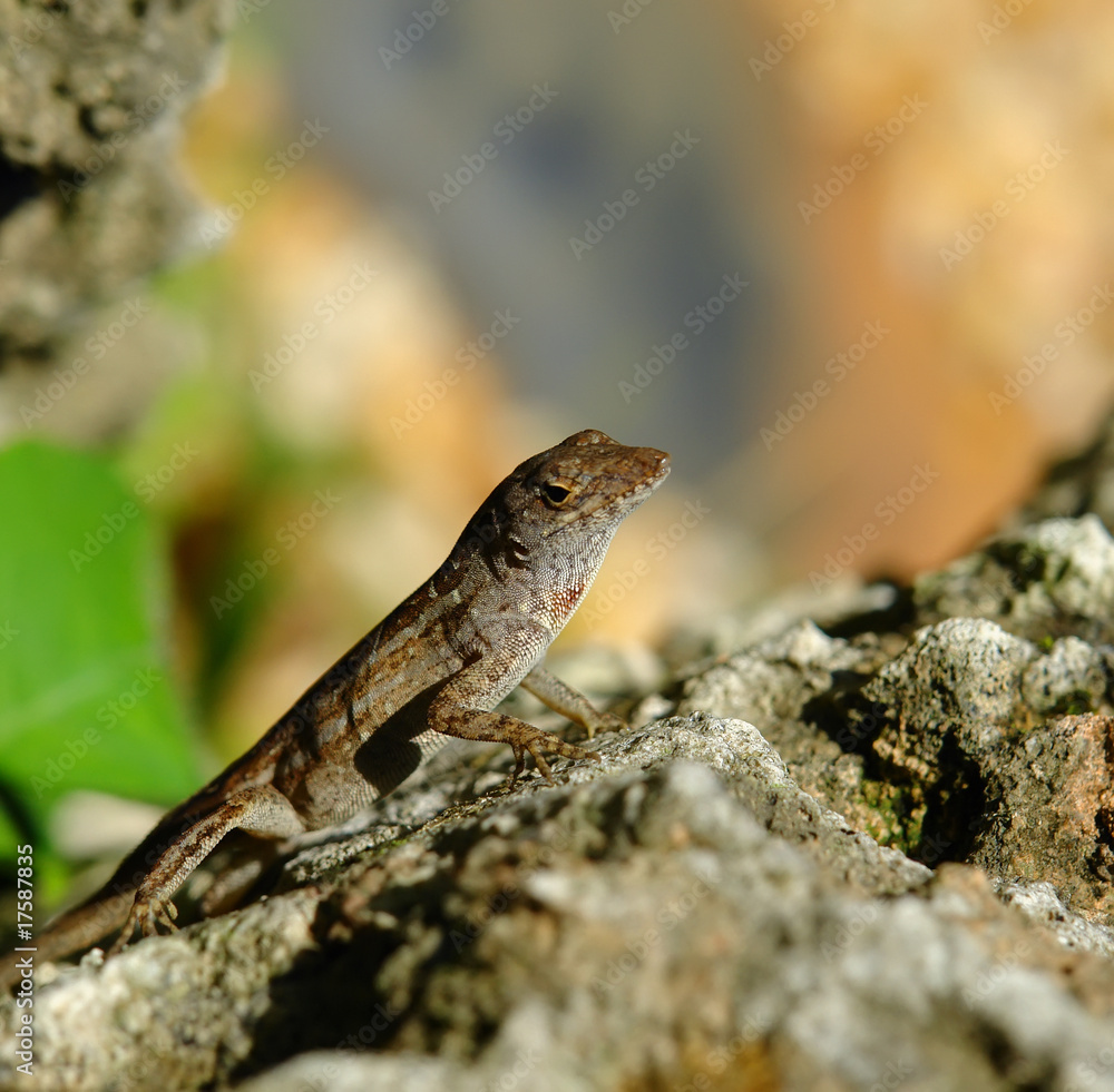 Lizard on stone, Fairchild tropical botanic garden, FL, USA Lizard on stone, Fairchild tropical botanic garden, FL, USA