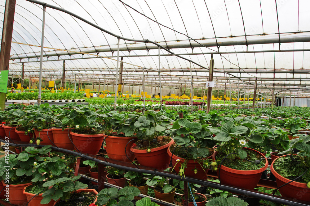 Hydrophonic Plantation at Cameron Highlands, Malaysia.. Hydrophonic Plantation at Cameron Highlands, Malaysia..