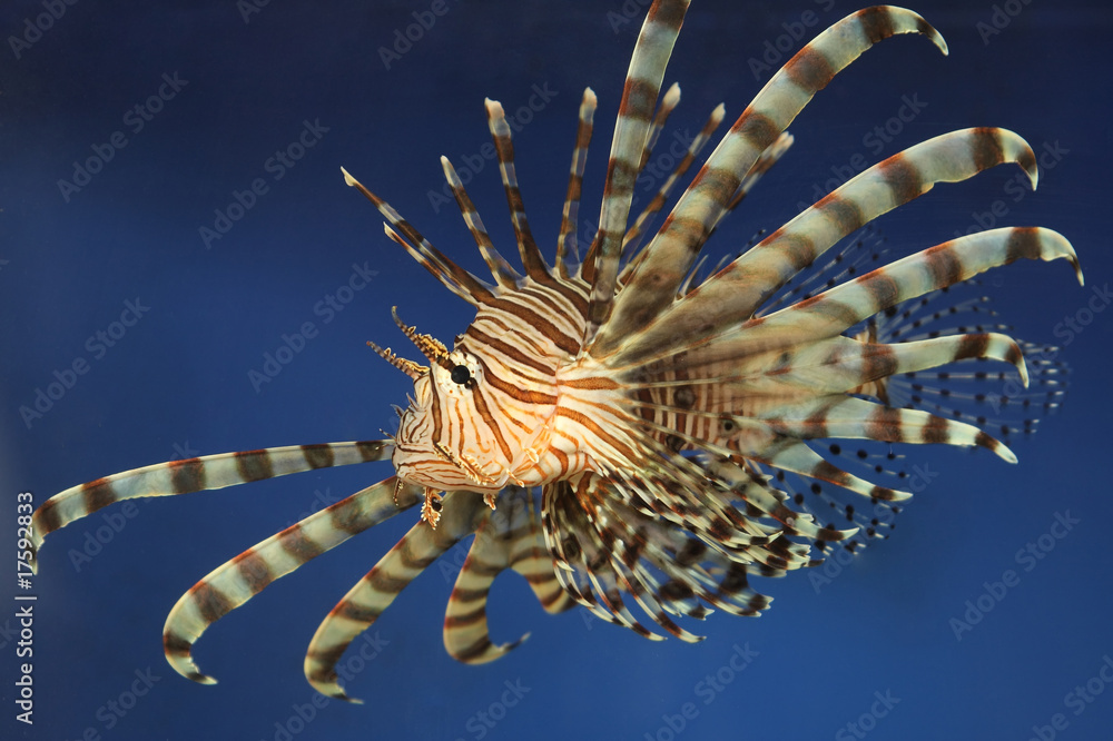 fish fish