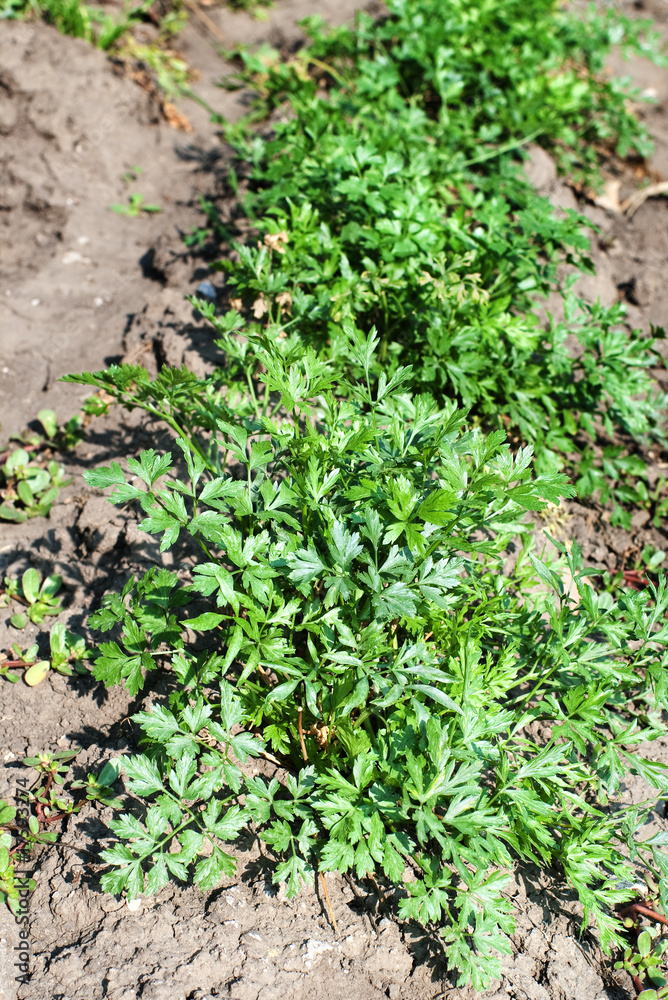 Row of parsley growing from dry soil Row of parsley growing from dry soil