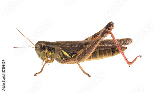Grasshopper Isolated