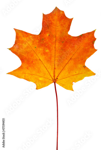 Orange-red maple leaf isolated on the white background