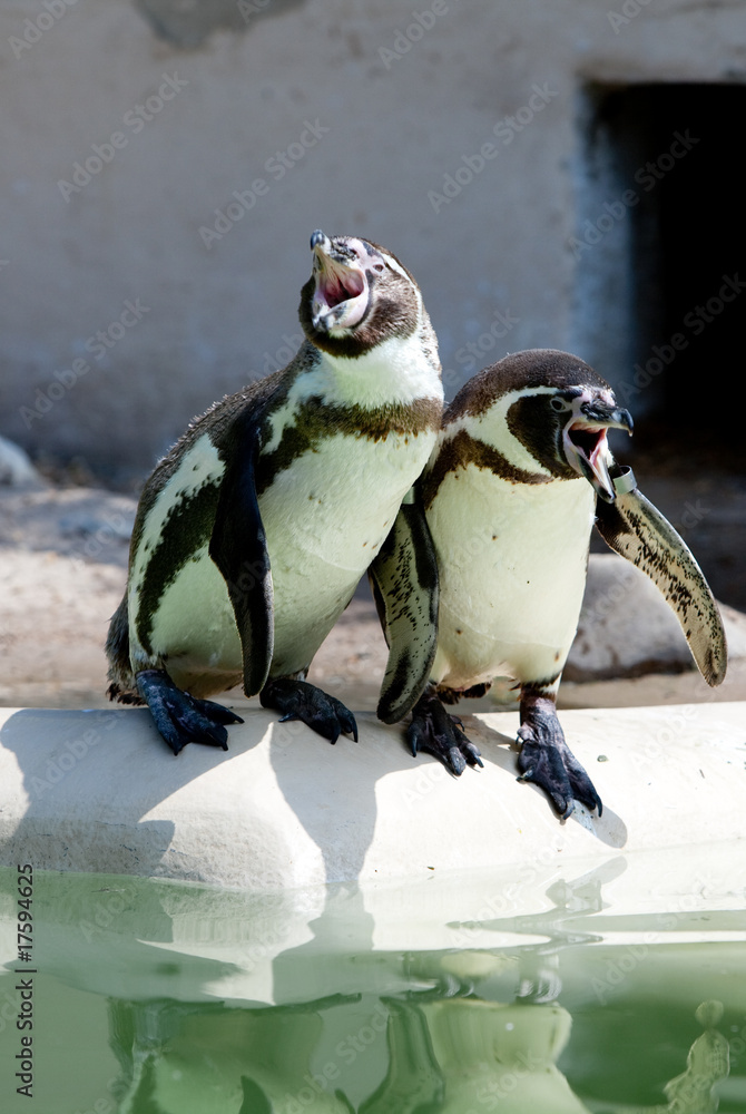 Naklejka premium penguins laughing