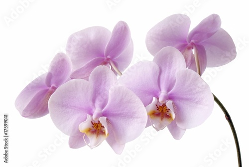 lila orchids