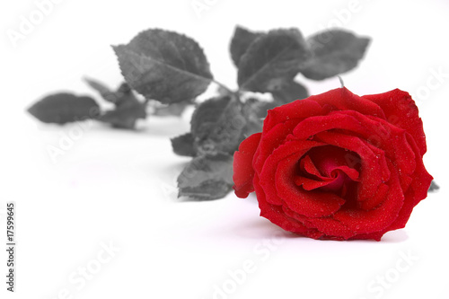 red rose isolated on white with