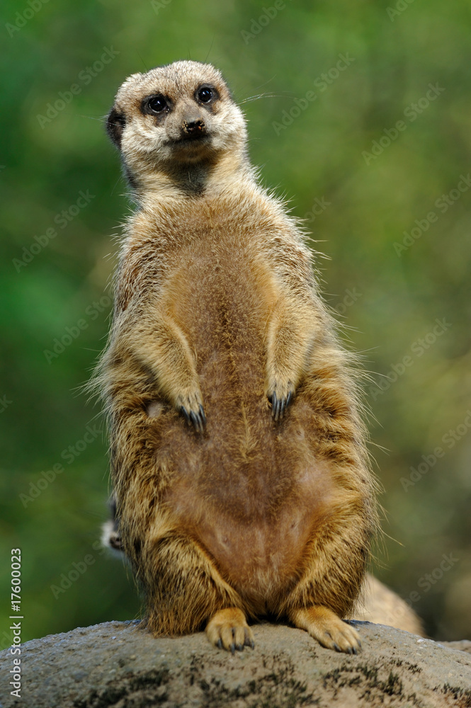 Fototapeta premium cute meerkat