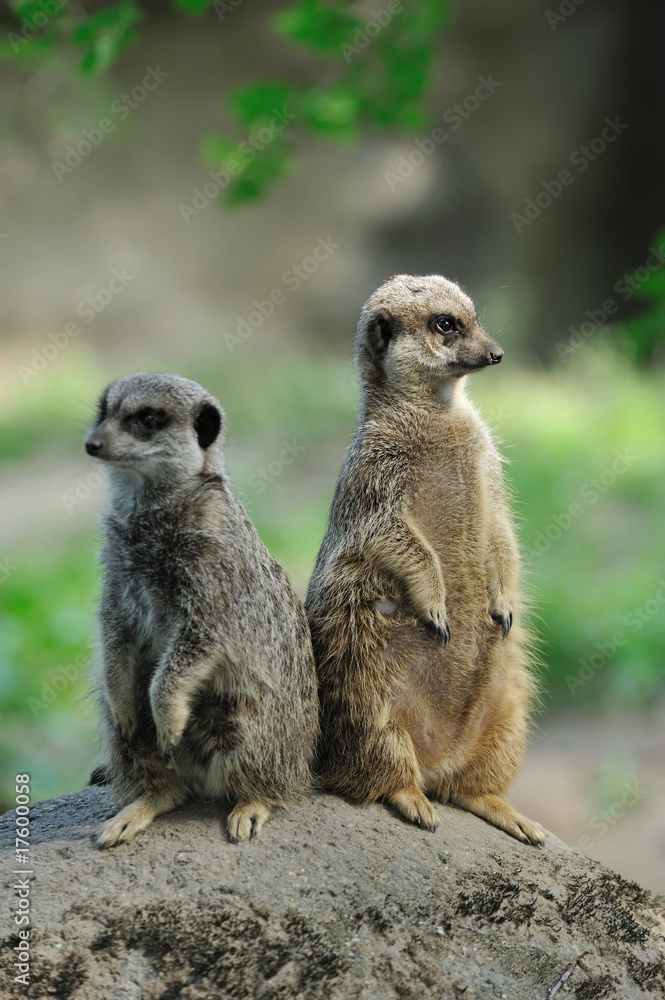 cute meerkat cute meerkat