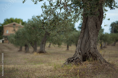 albero d ulivo