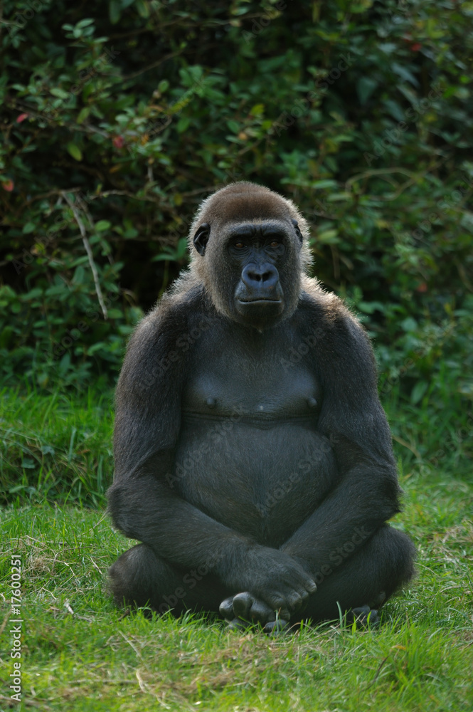 female gorilla