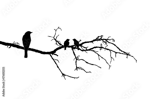 silhouette of the birds on branch