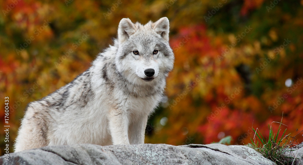Naklejka premium Young Arctic Wolf Looking at the Camera on a Fall Day