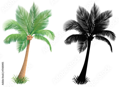 Palm tree.