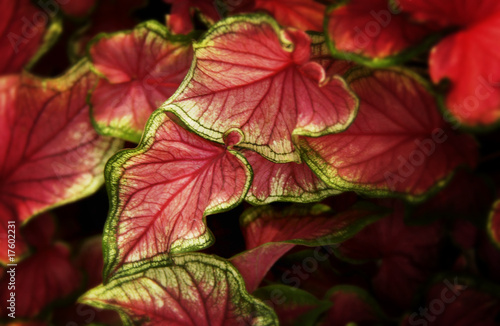 Coleus plant