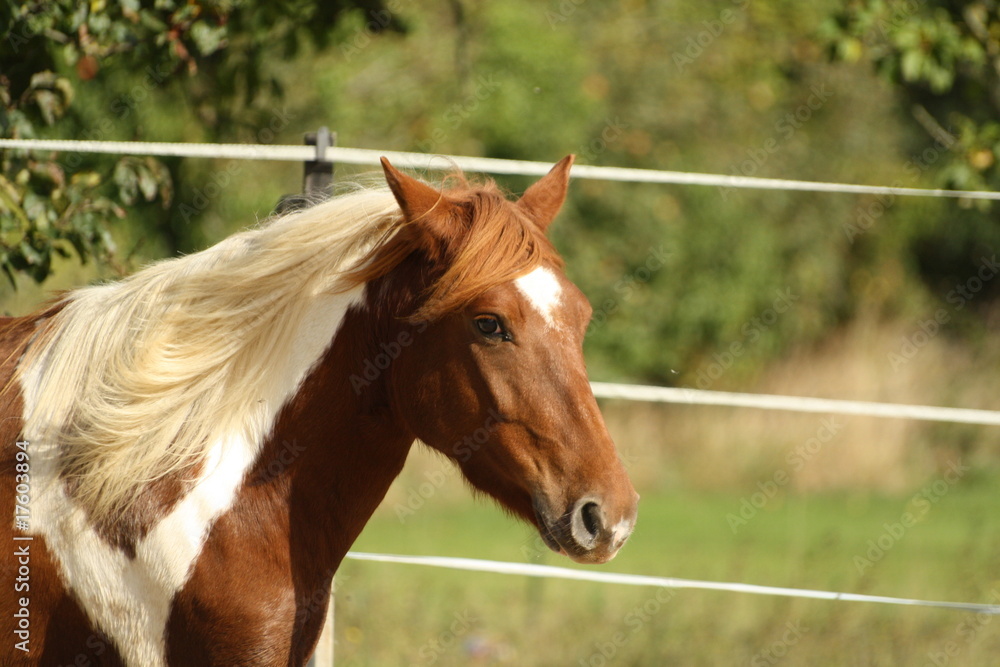 Fototapeta premium Rêve - Portrait