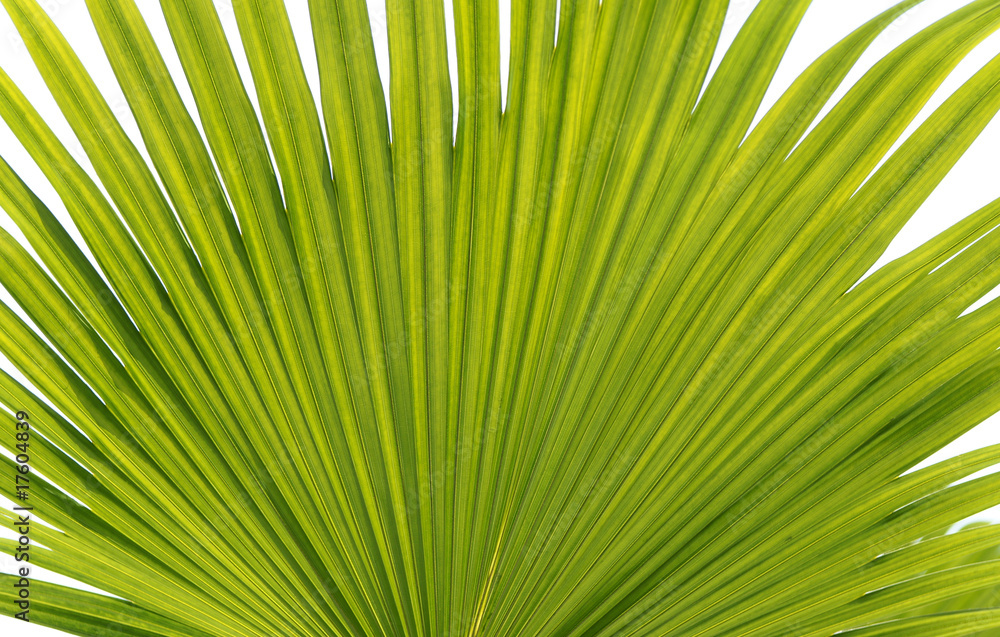 Fototapeta premium Palmenwedel von Palme