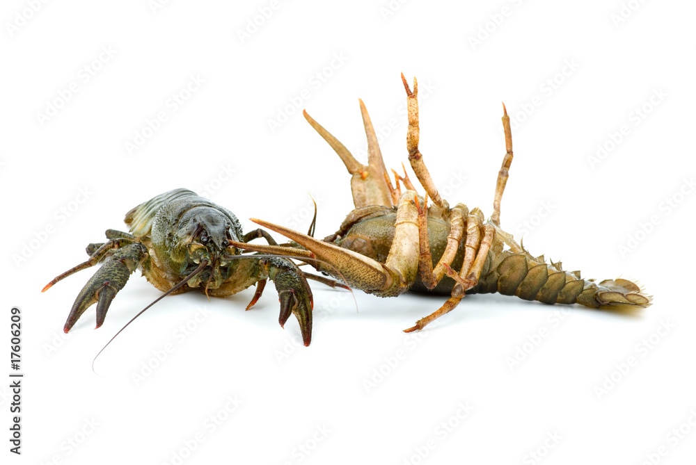 Two live crayfishes isolated on the white background