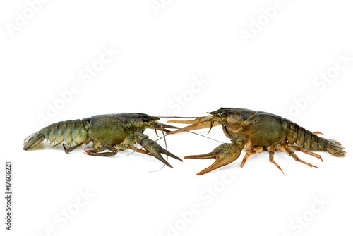 Two live crayfishes isolated on the white background © Roman Ivaschenko