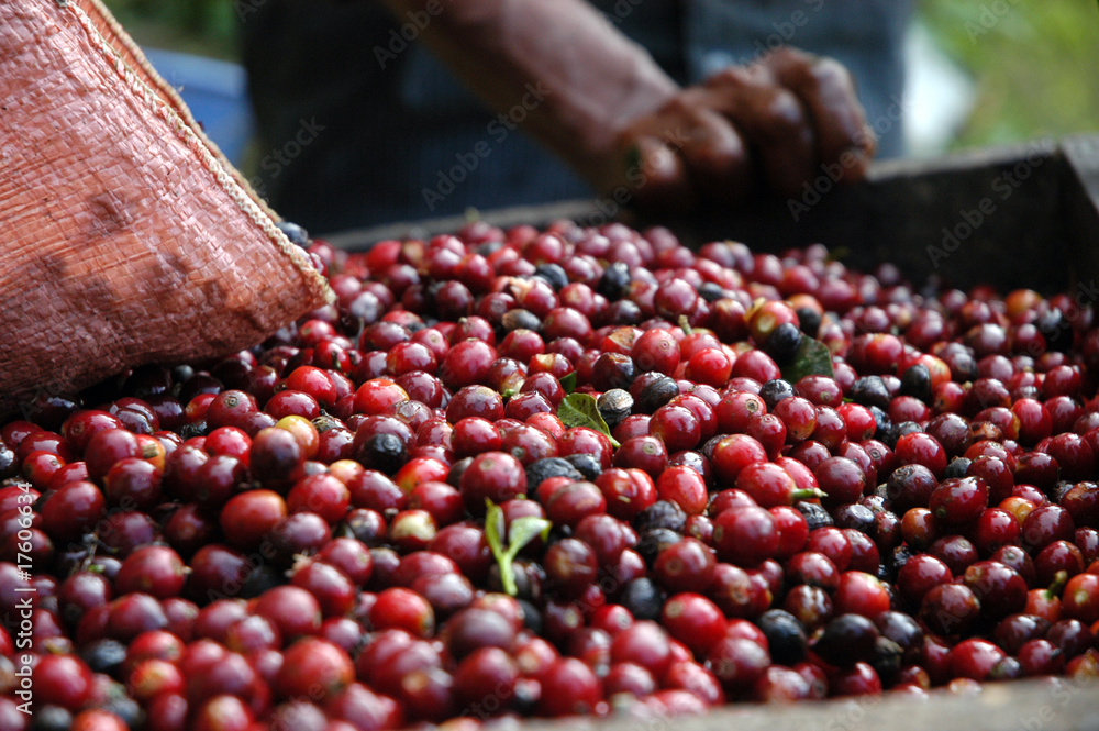 Coffee beans - Guatemala - obrazy, fototapety, plakaty 