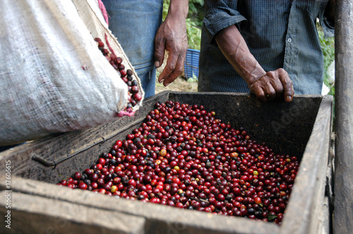 Coffee beans - Guatemala