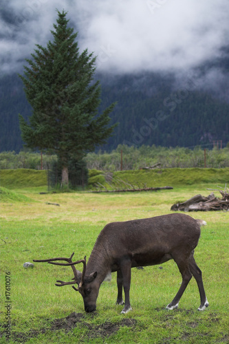 Caribou