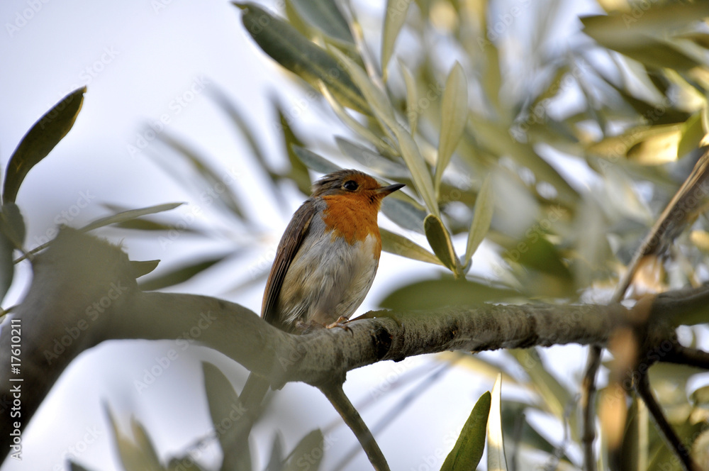 Fototapeta premium Pettirosso