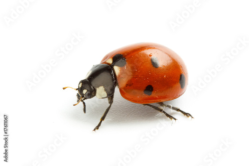 Ladybug © Dmitriy Melnikov