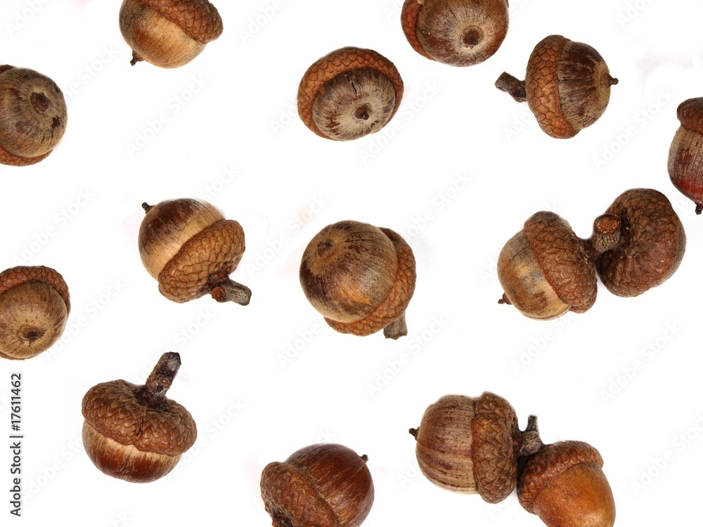 Fototapeta premium Isolated acorns on white background