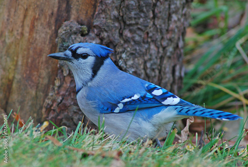 Blue Jay