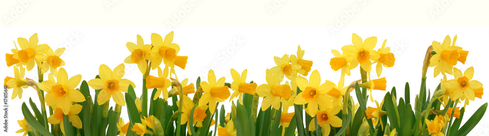 Spring daffodils border - obrazy, fototapety, plakaty 