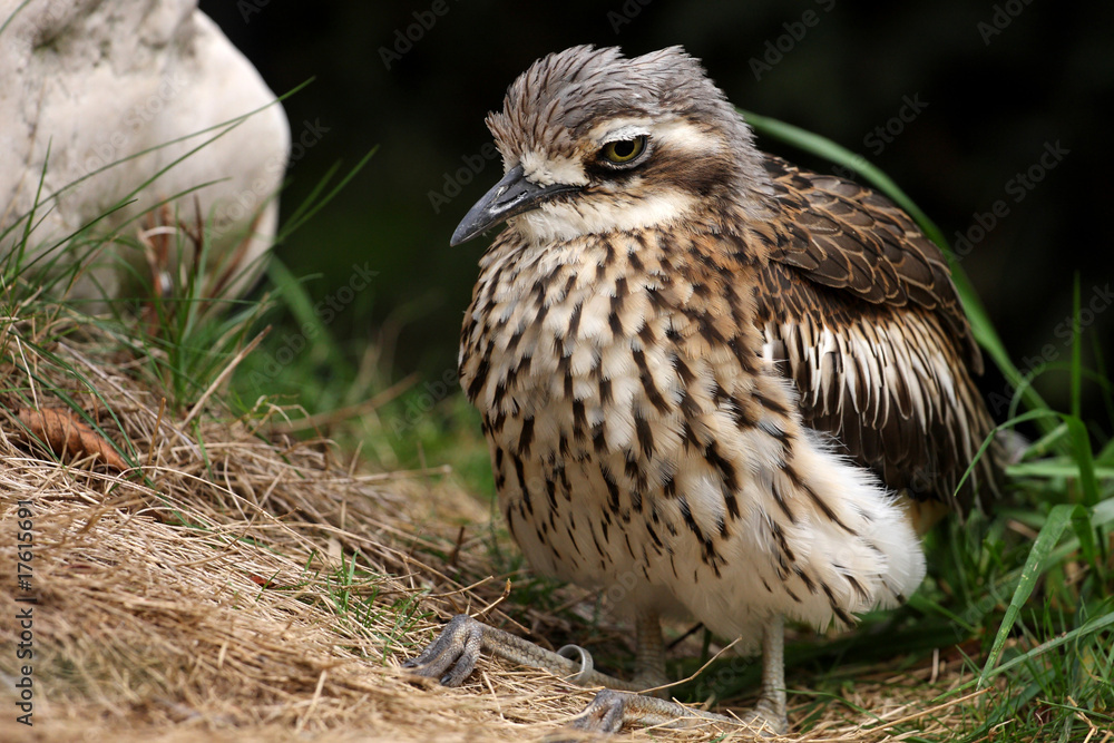 oedicnème bridé, burhinus grallarius oedicnème bridé, burhinus grallarius