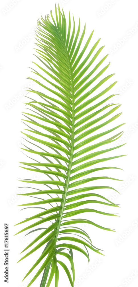 feuille palmier sagoutier fond blanc Stock Photo | Adobe Stock