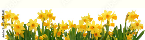 Billede på lærred Spring daffodils border